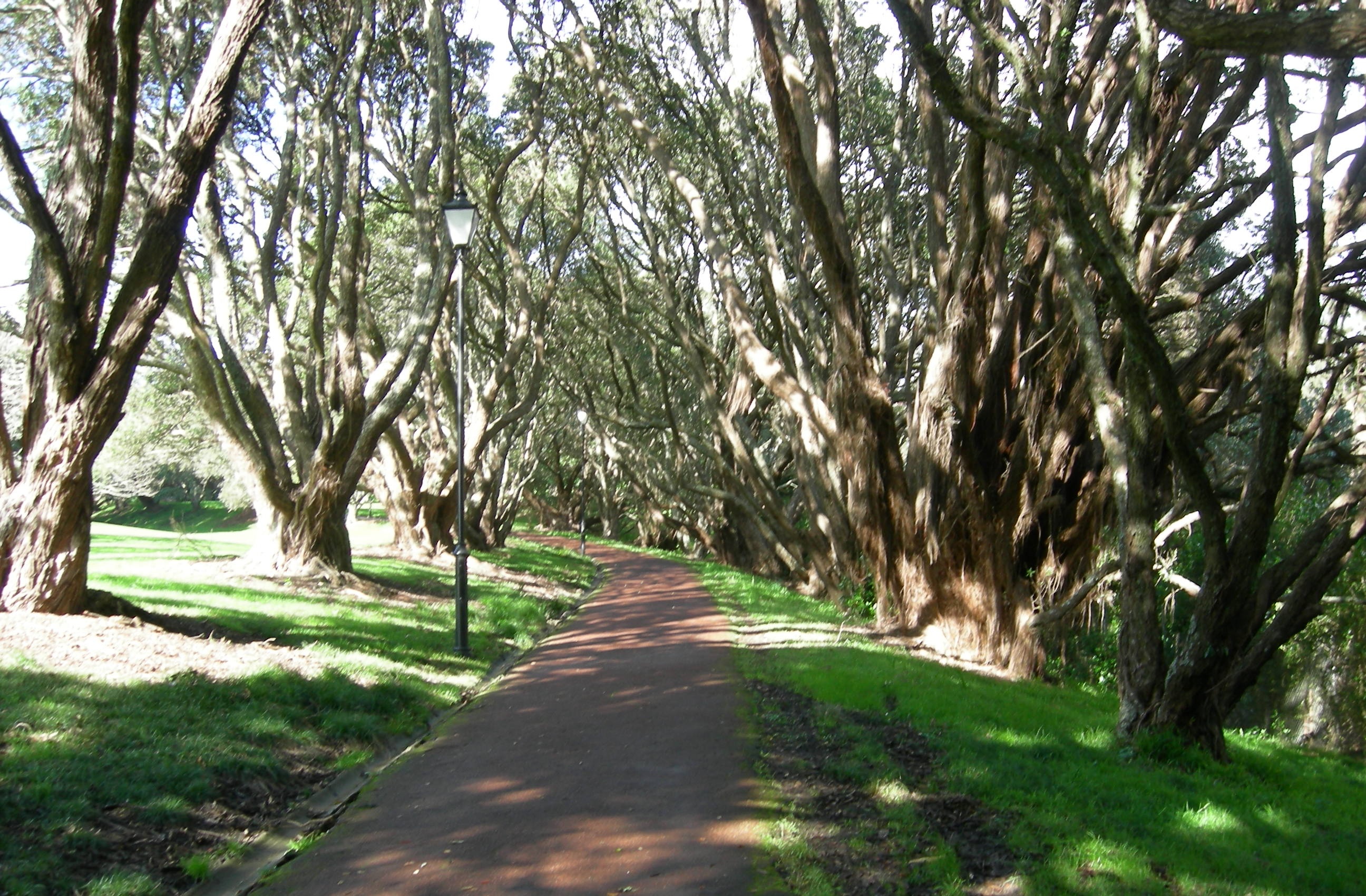 Auckland Terrain Janice