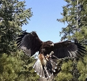 Falconry Broadmoor