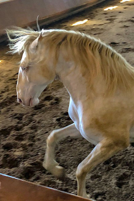 Monte Negro stud farm Portugal