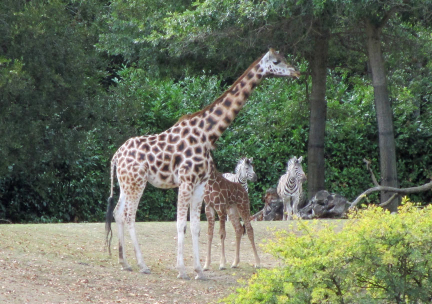 Seattle Woodland Park Zoo