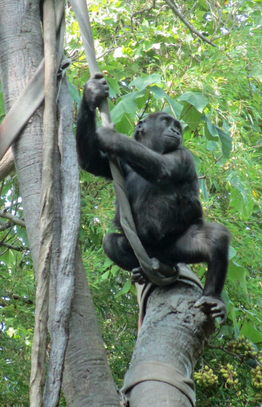 Seattle Woodland Park Zoo