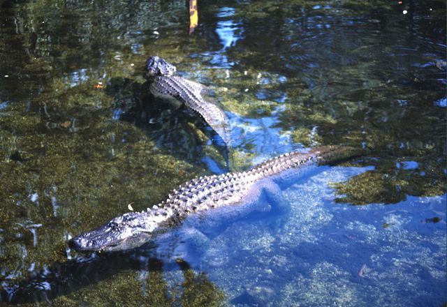 Crocodile in Kakadu National Park, Australia