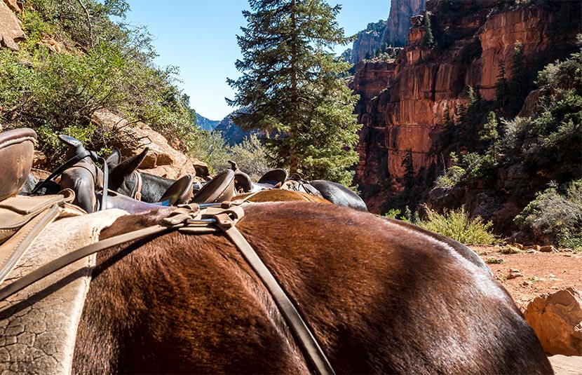 Grand Canyon Mule ride.