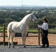 Monte Negro stud farm Portugal