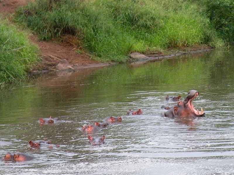 South African Safari