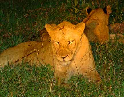 South African Safari