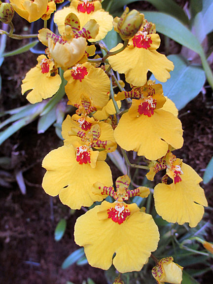 Orchids Ecuador