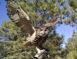 Falconry Broadmoor