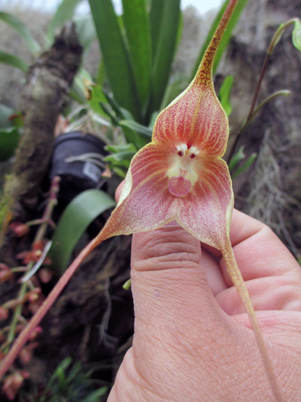 Orchids Ecuador