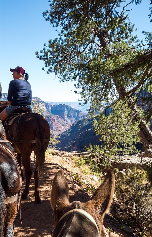 Grand Canyon Mule ride