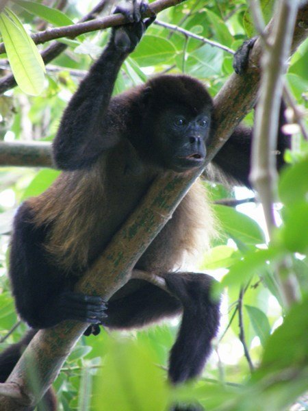 Ometepe Howler Monkeys Nicaragua