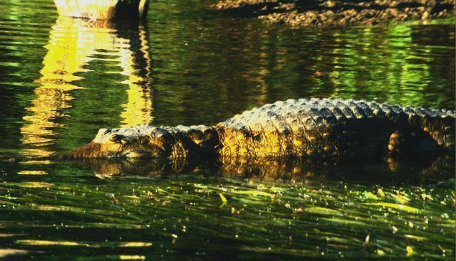 Crocodile in Kakadu National Park, Australia