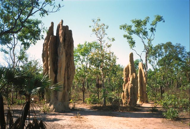 Termite nests in Kakadu National Park, Australia