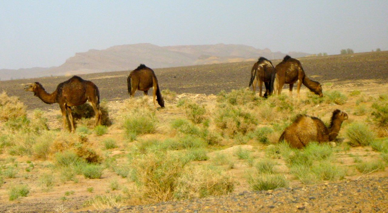 Camel Ride in Morocco