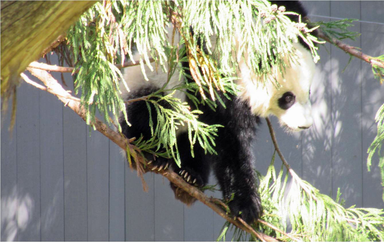 Perfect Panda photo opportunity