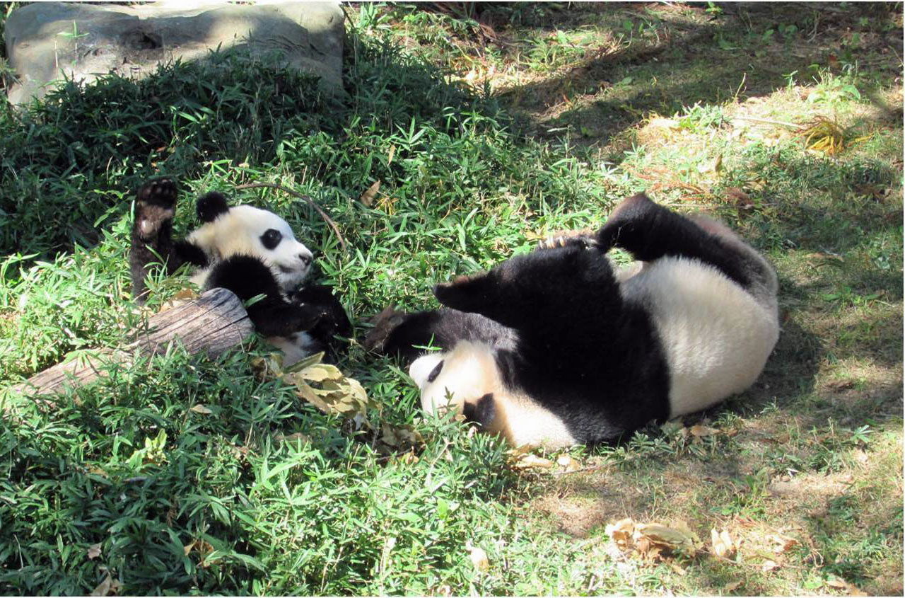 Perfect Panda photo opportunity