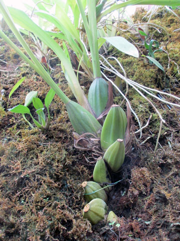 Orchids Ecuador