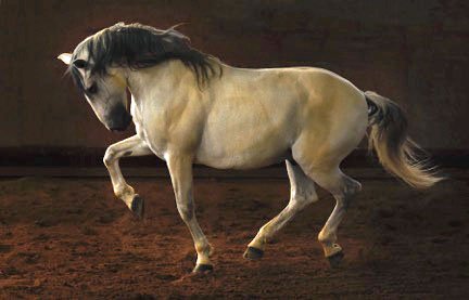 Monte Negro stud farm Portugal