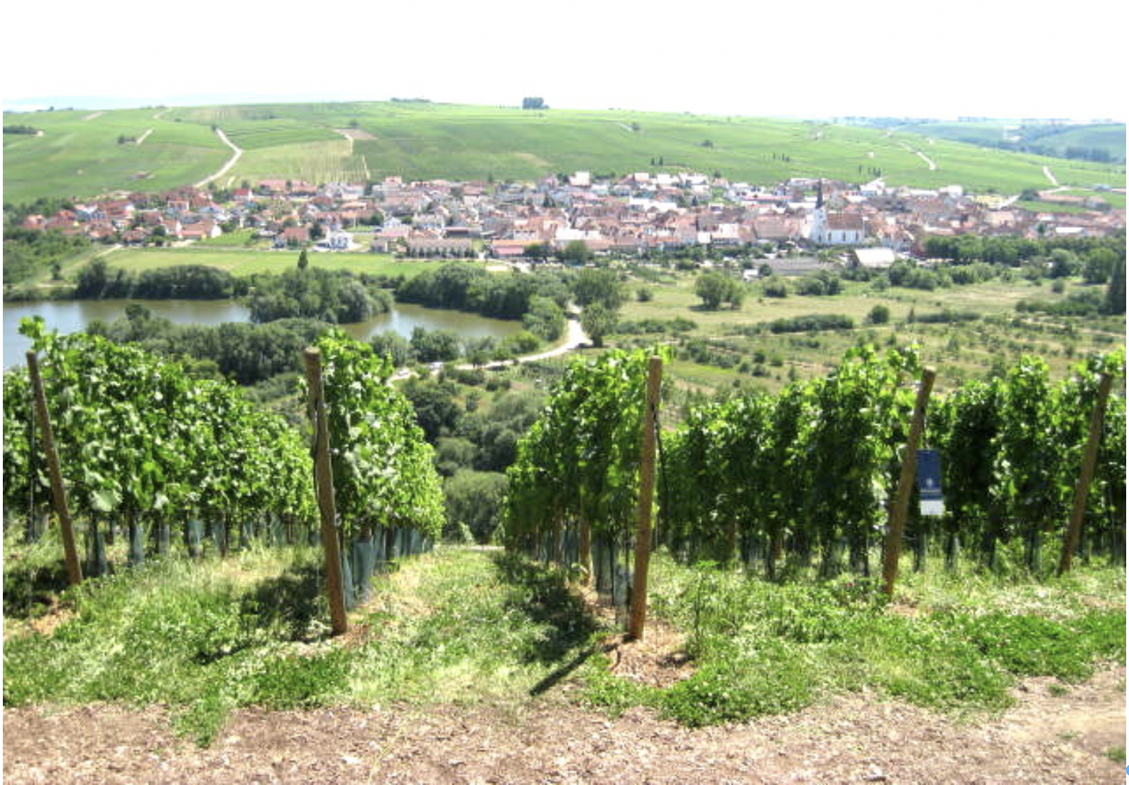 Central Germany, Obereisenheim, Nuernberg, Franconian countryside,
Franks, Roman Empire, wine, vineyards