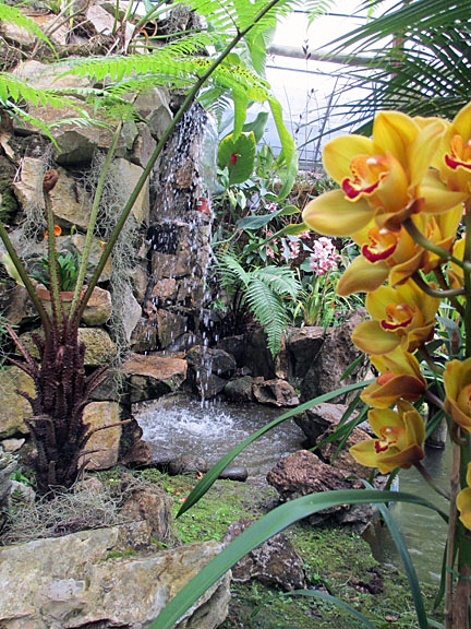 Orchids Ecuador