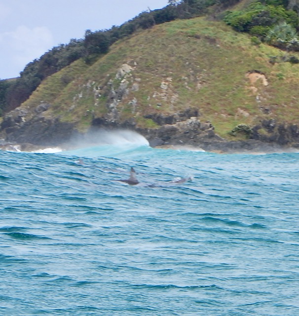 Dolphins off Cape Byron