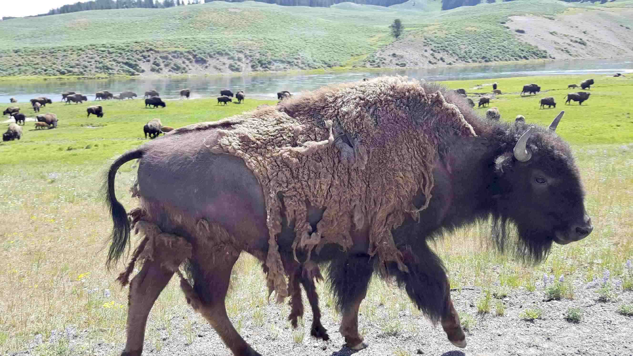 National Parks camping