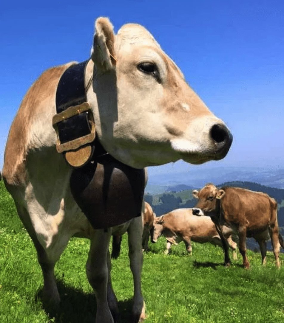Swiss cow with bell on its neck in an alpine meadow.